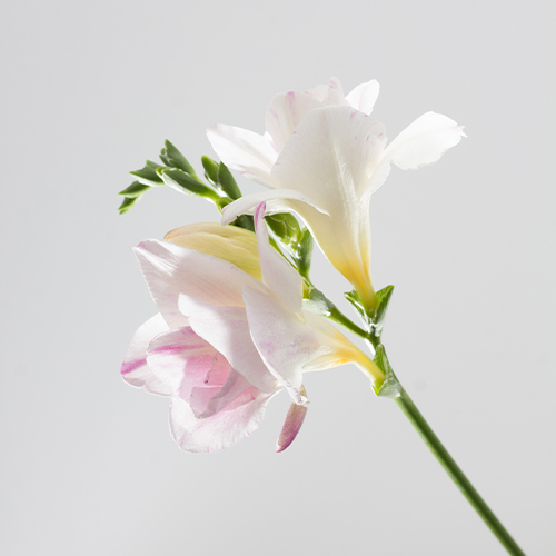 Freesia blanc 2